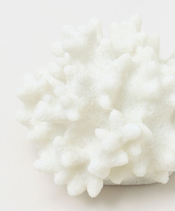 ���m�R�[���������v �r