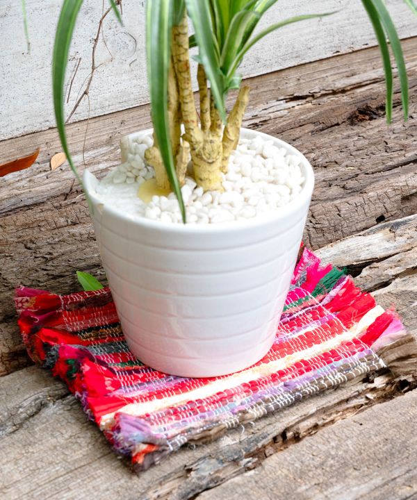 �h�[���[�l�`�s(24cm)