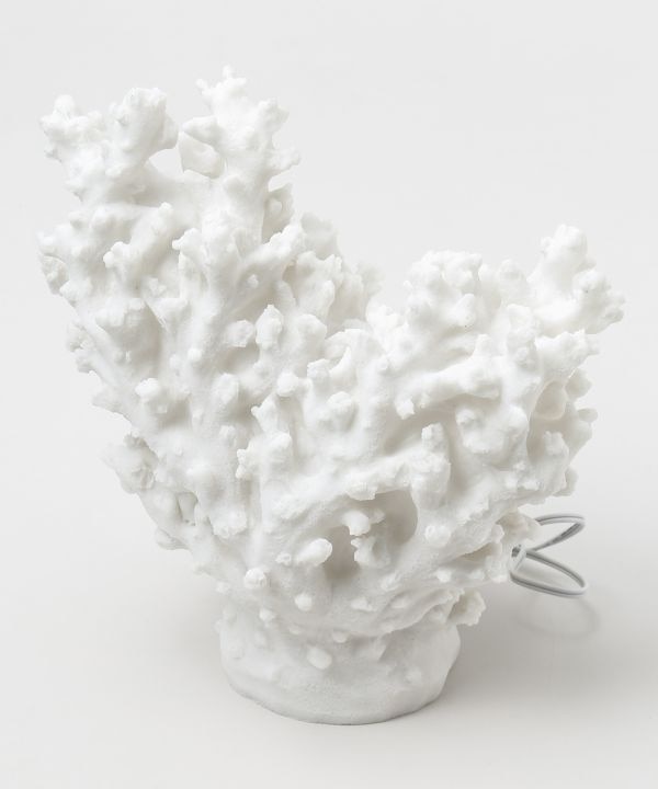 ���m�R�[���������v �k